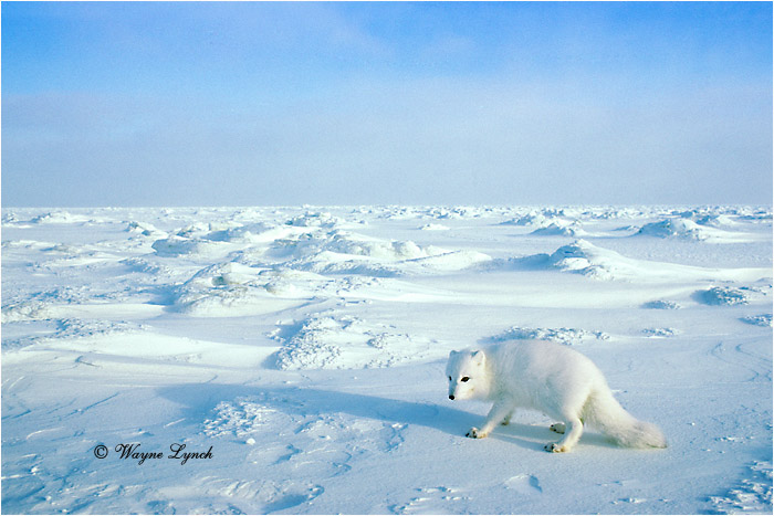 Arctic Fox 114 by Dr. Wayne Lynch &copy;